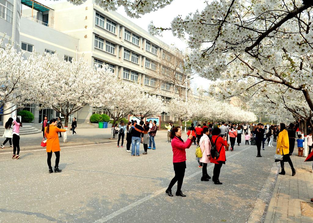 【图】三月到许院,赏樱正当时-许昌学院官方网站