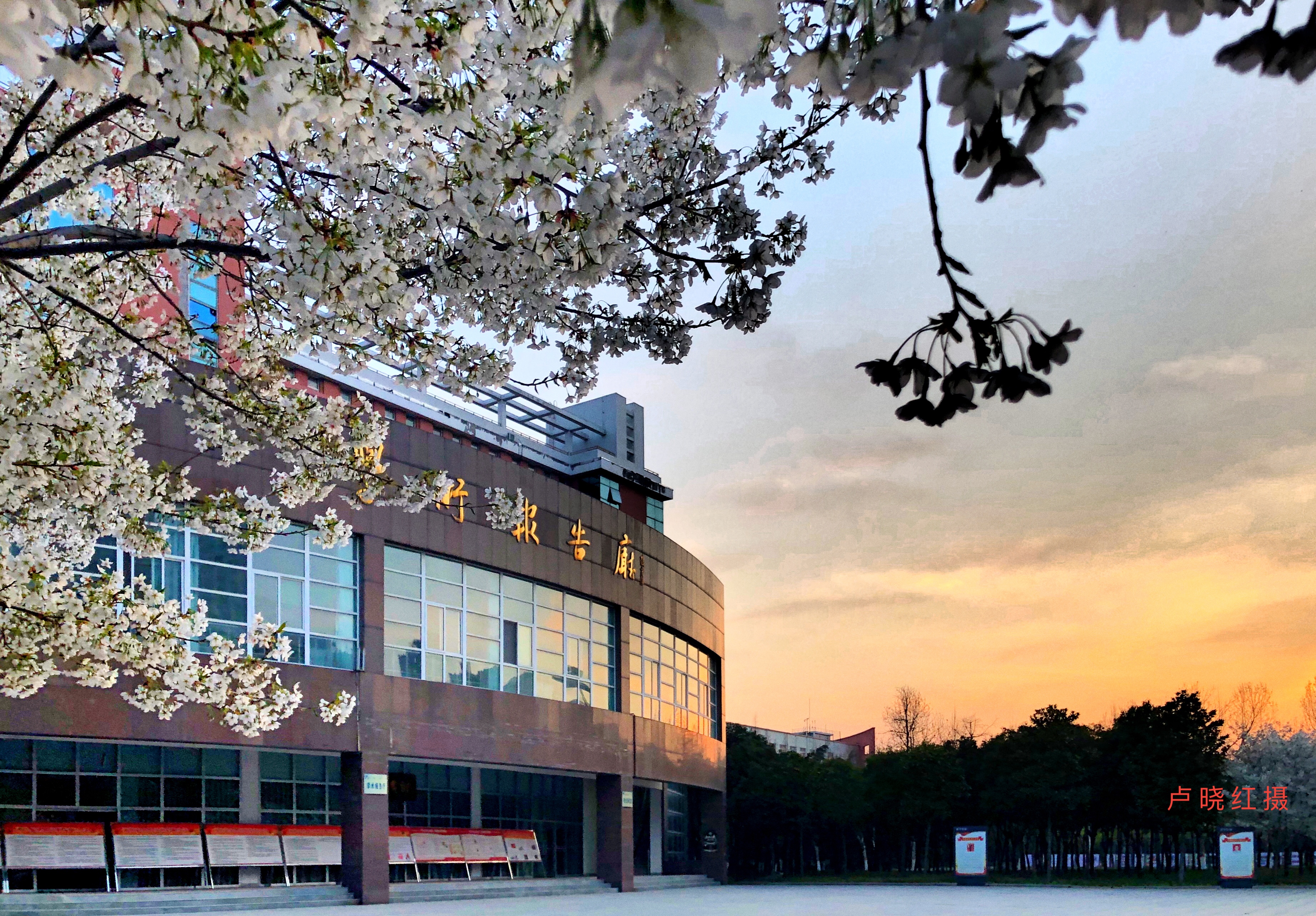又是樱花烂漫时,且向许院寻芳菲-许昌学院官方网站