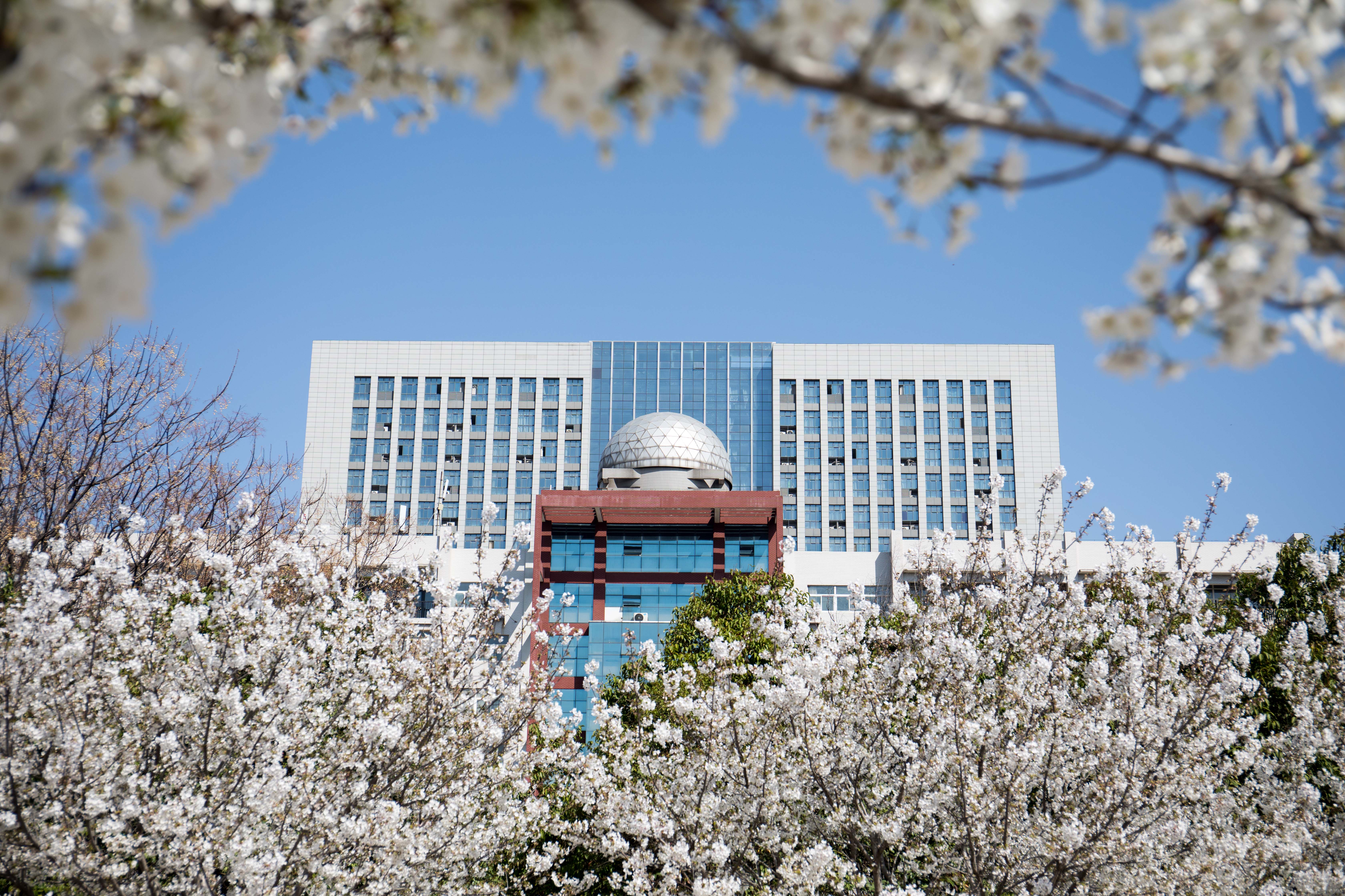 又是樱花烂漫时,且向许院寻芳菲-许昌学院官方网站