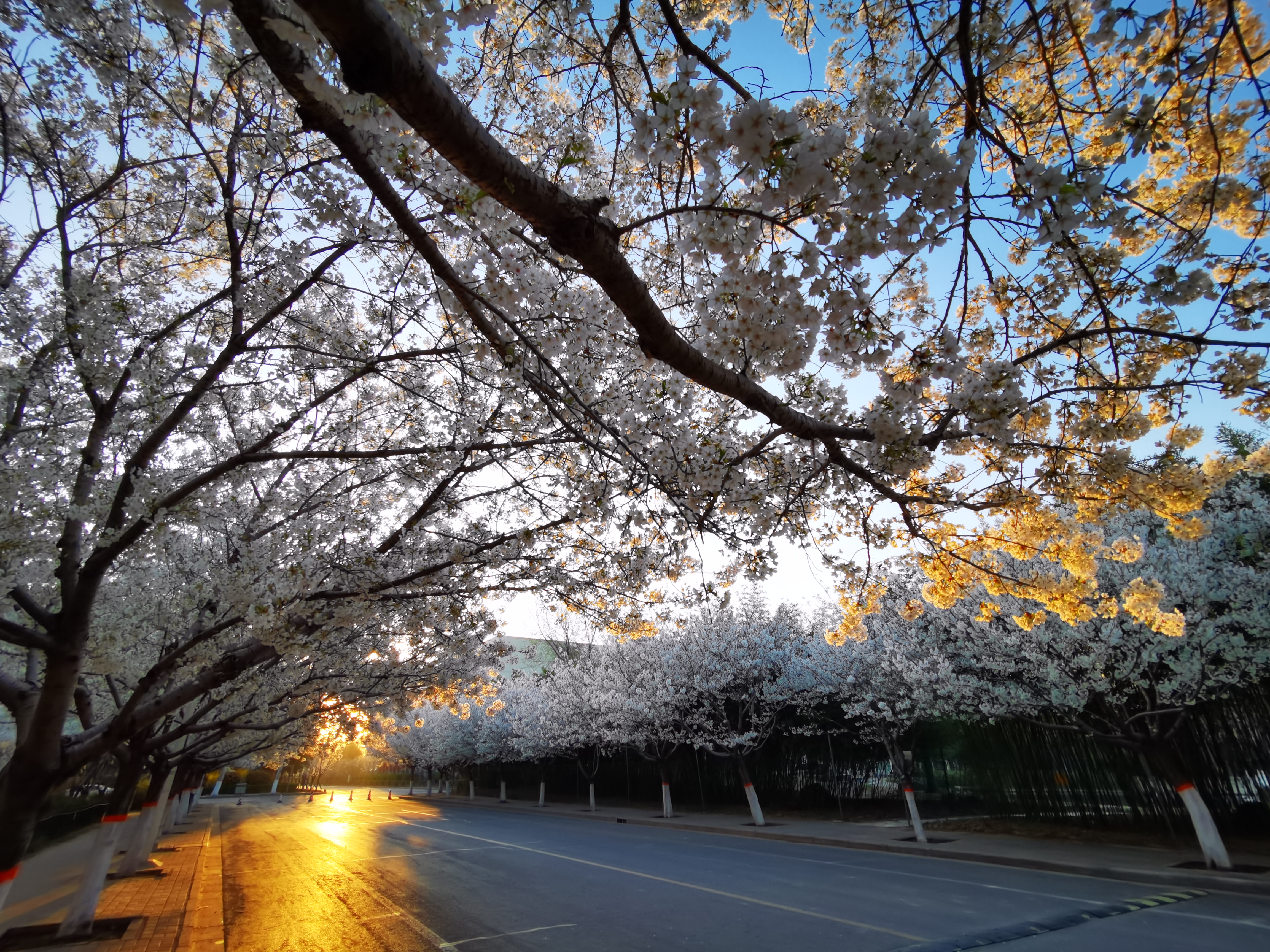 又是樱花烂漫时,且向许院寻芳菲-许昌学院官方网站