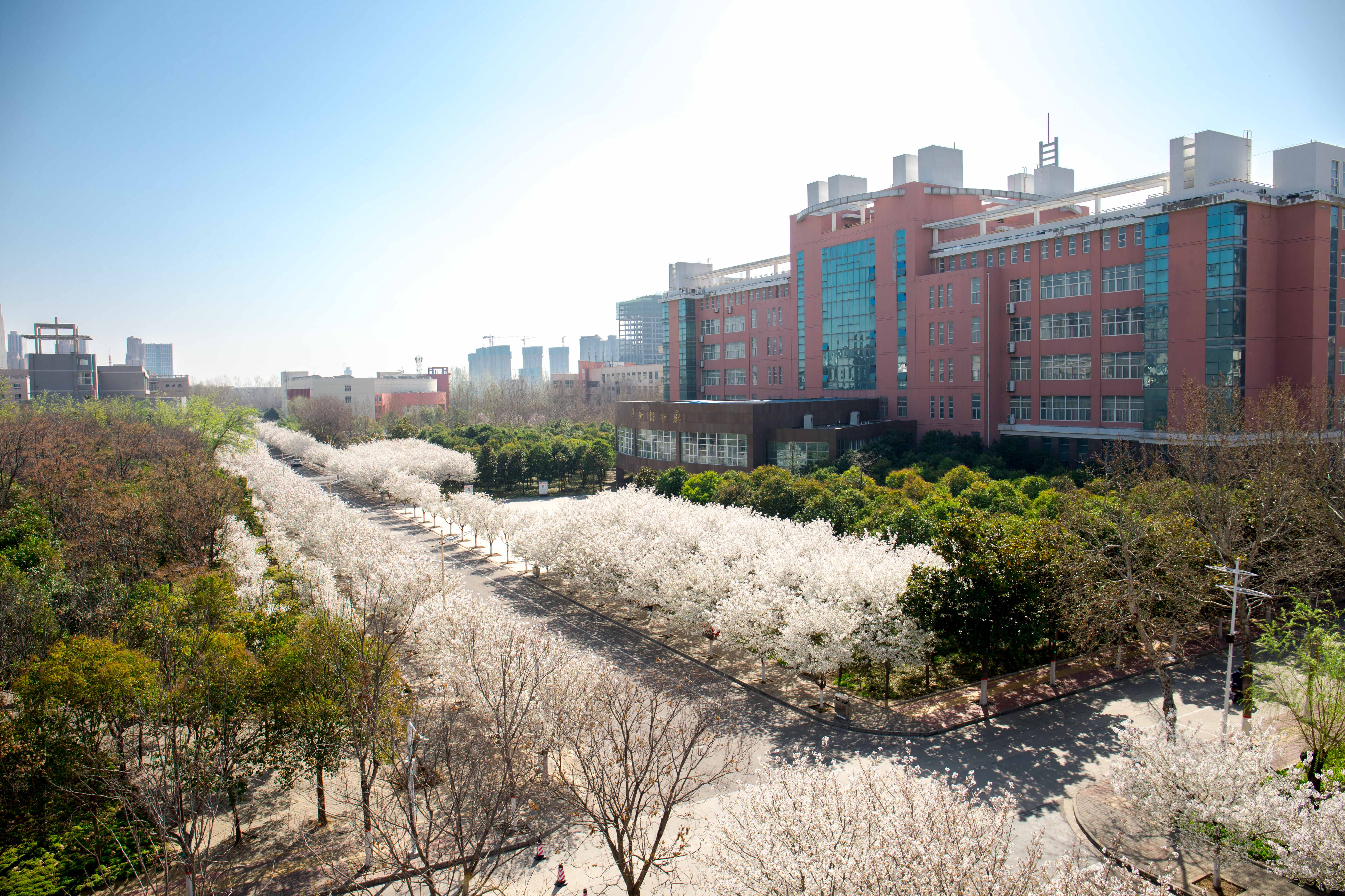 又是樱花烂漫时,且向许院寻芳菲-许昌学院官方网站