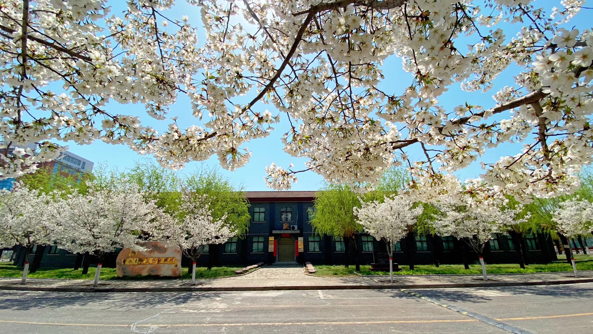 又是樱花烂漫时,且向许院寻芳菲-许昌学院官方网站